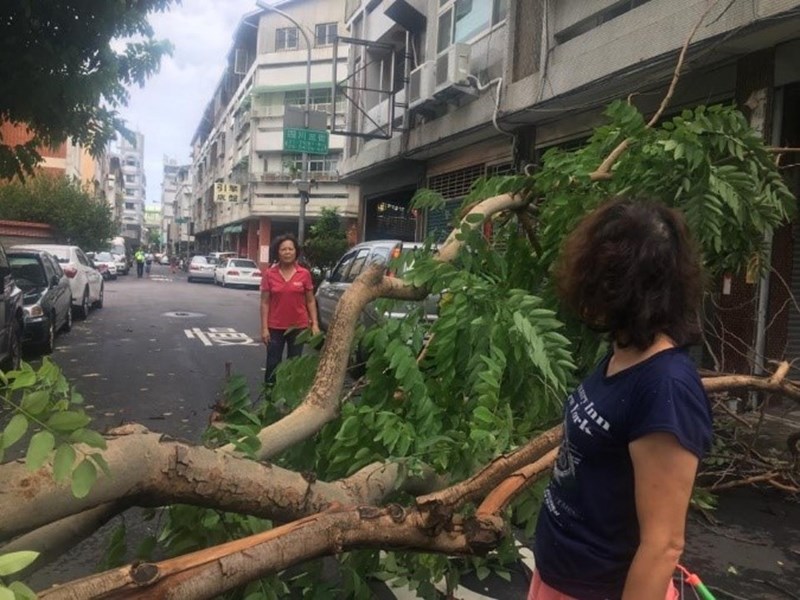 1060730_突然路樹倒蹋2